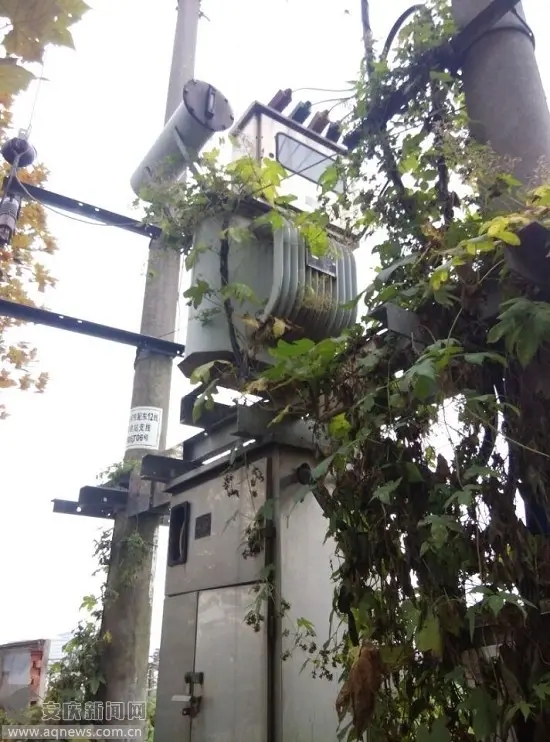 油浸式变压器周围全是藤蔓.webp.jpg
